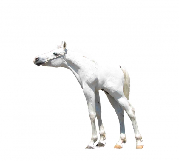 Creation of skinny horse: Step 2